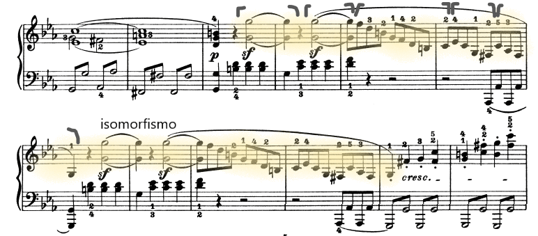 glomérulo